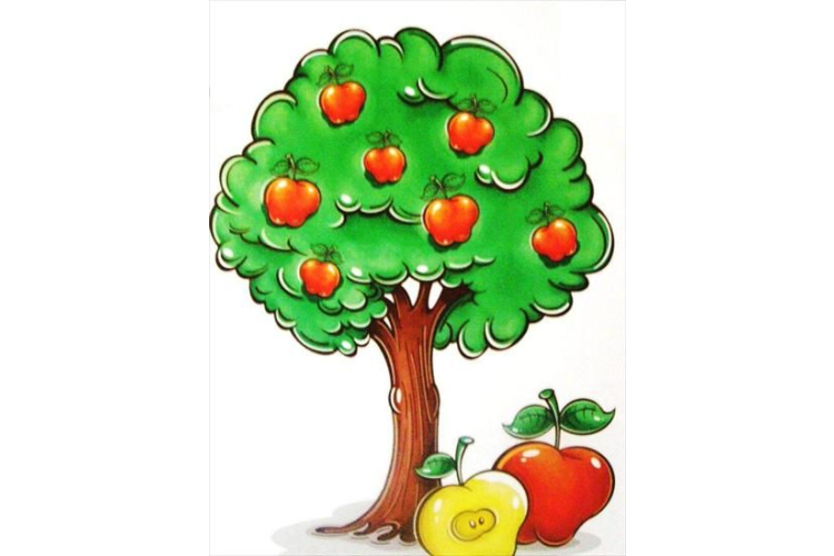 Prodej ovocných stromů a keřů